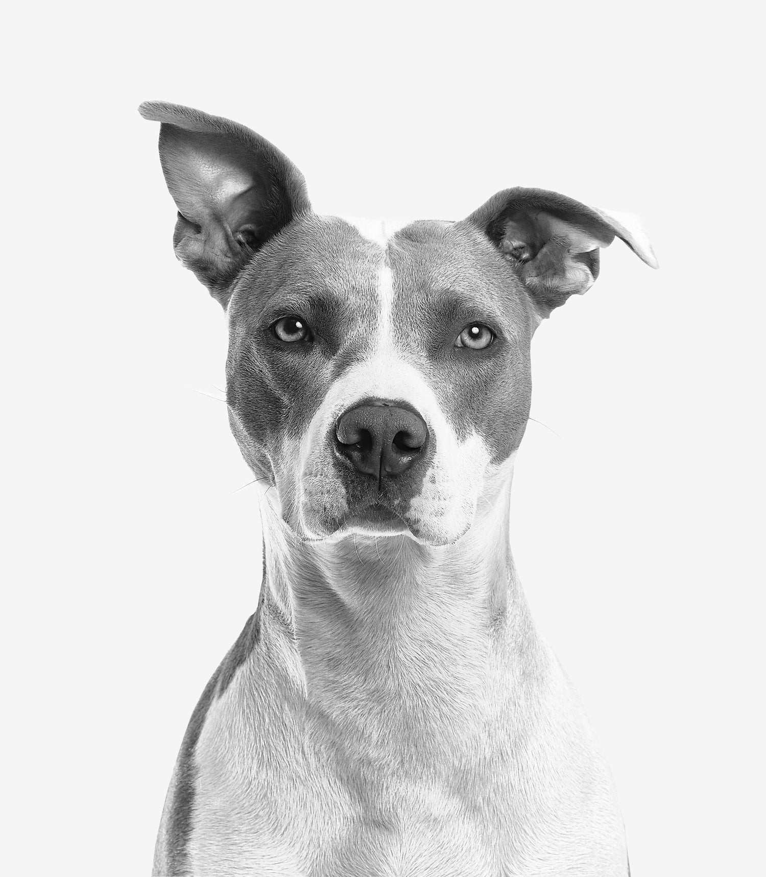 Pet Accessories
